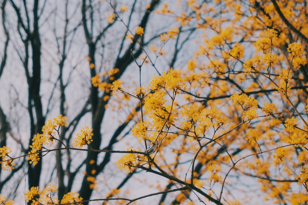 yellow leaf tree during daytime