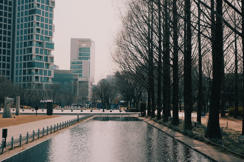 bare trees near body of water during daytime