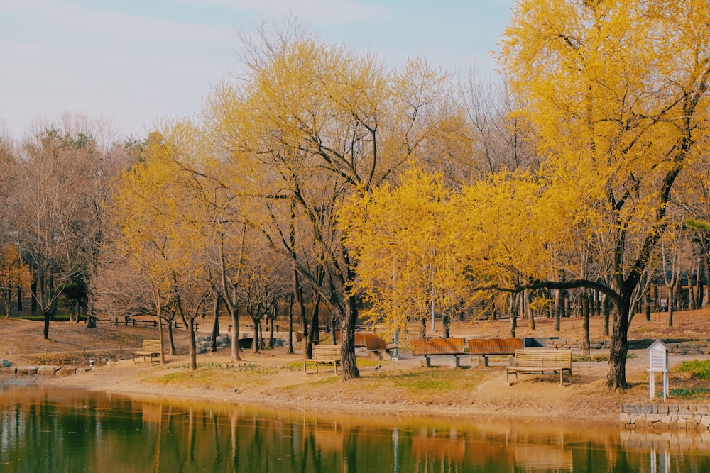 brown trees near lake during daytime