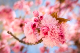 pink cherry blossom in close up photography