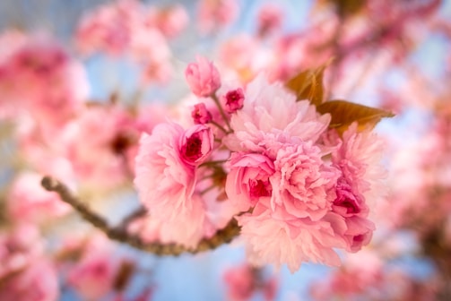 pink cherry blossom in close up photography