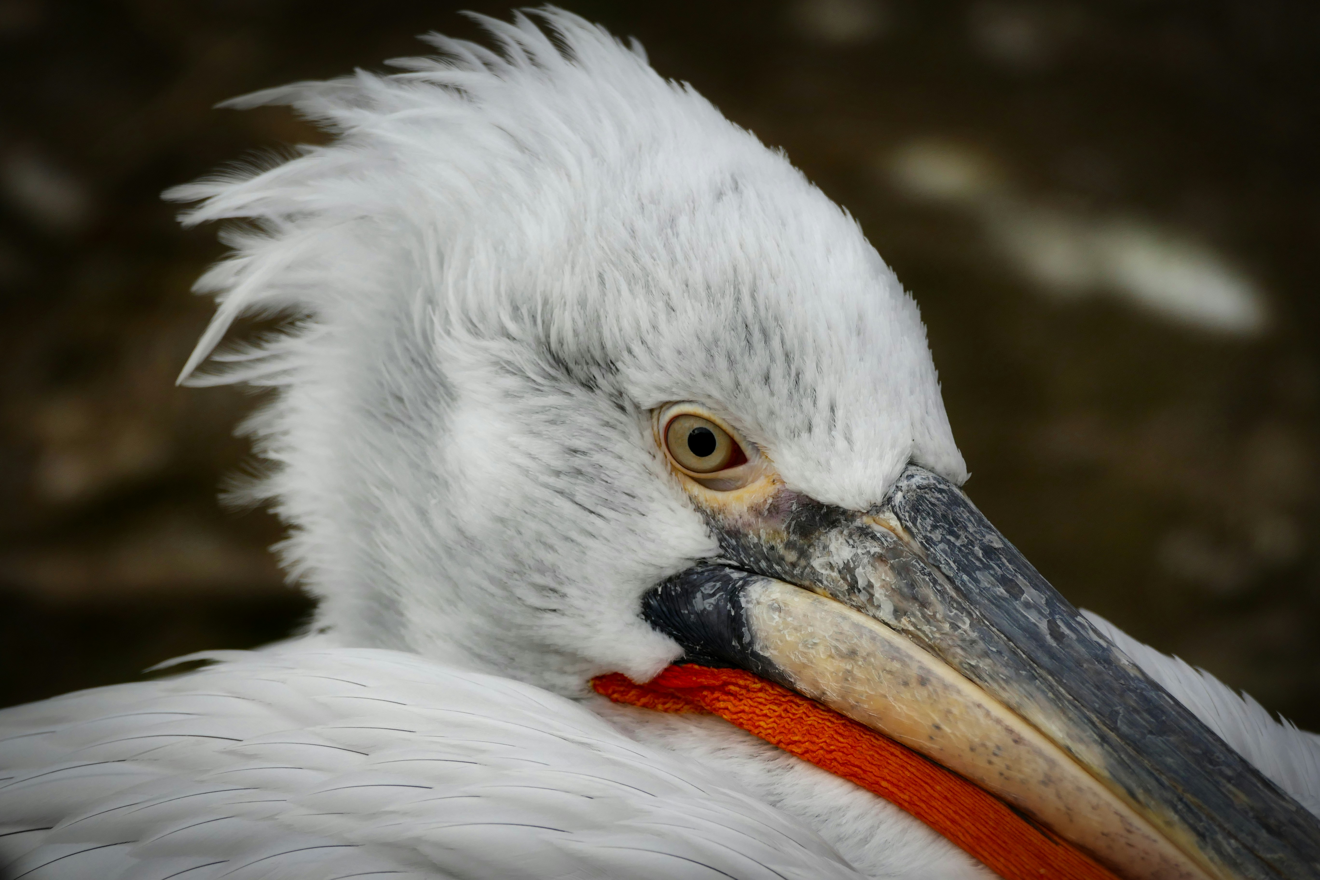 Photo by opernfan17x