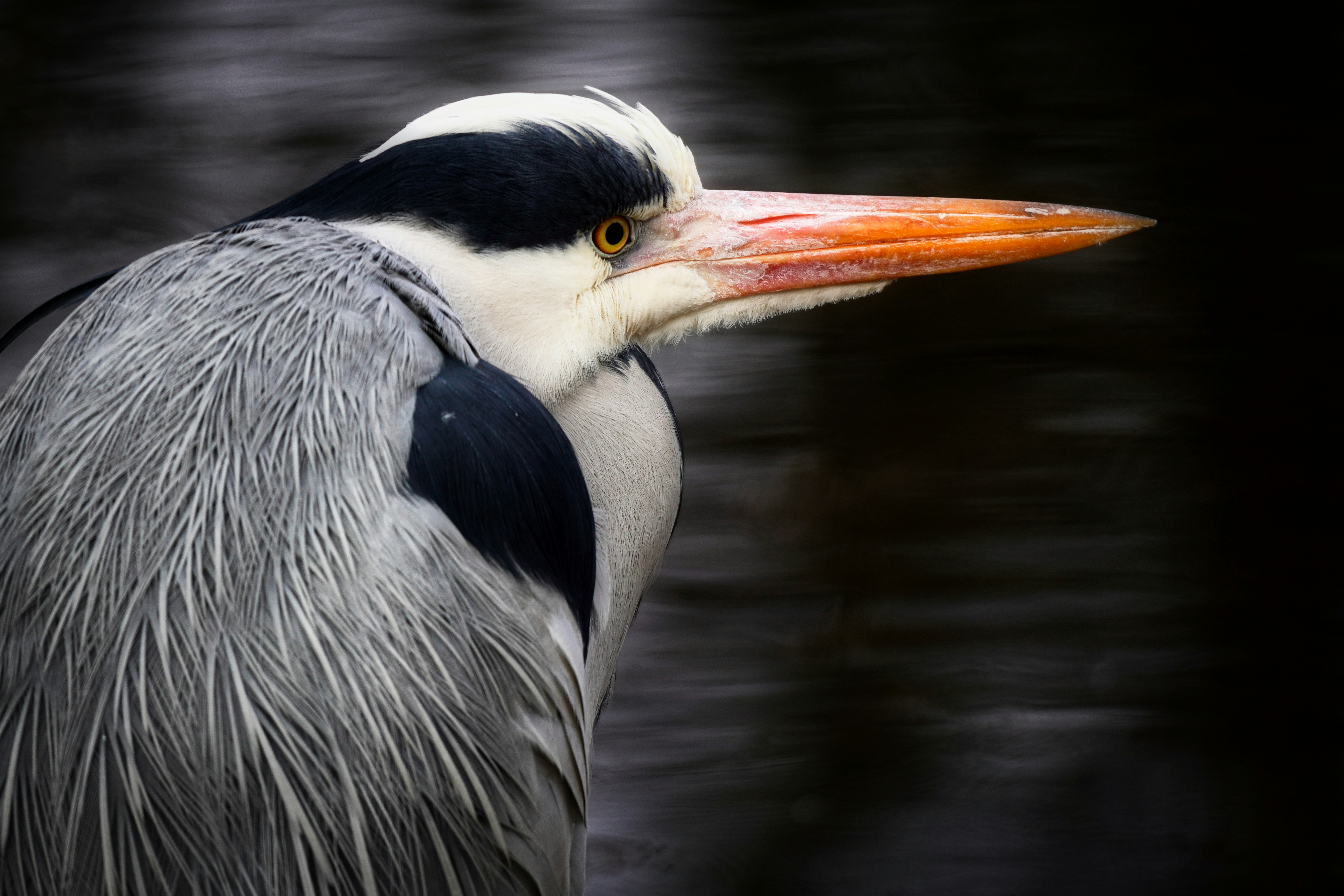 Photo by opernfan17x