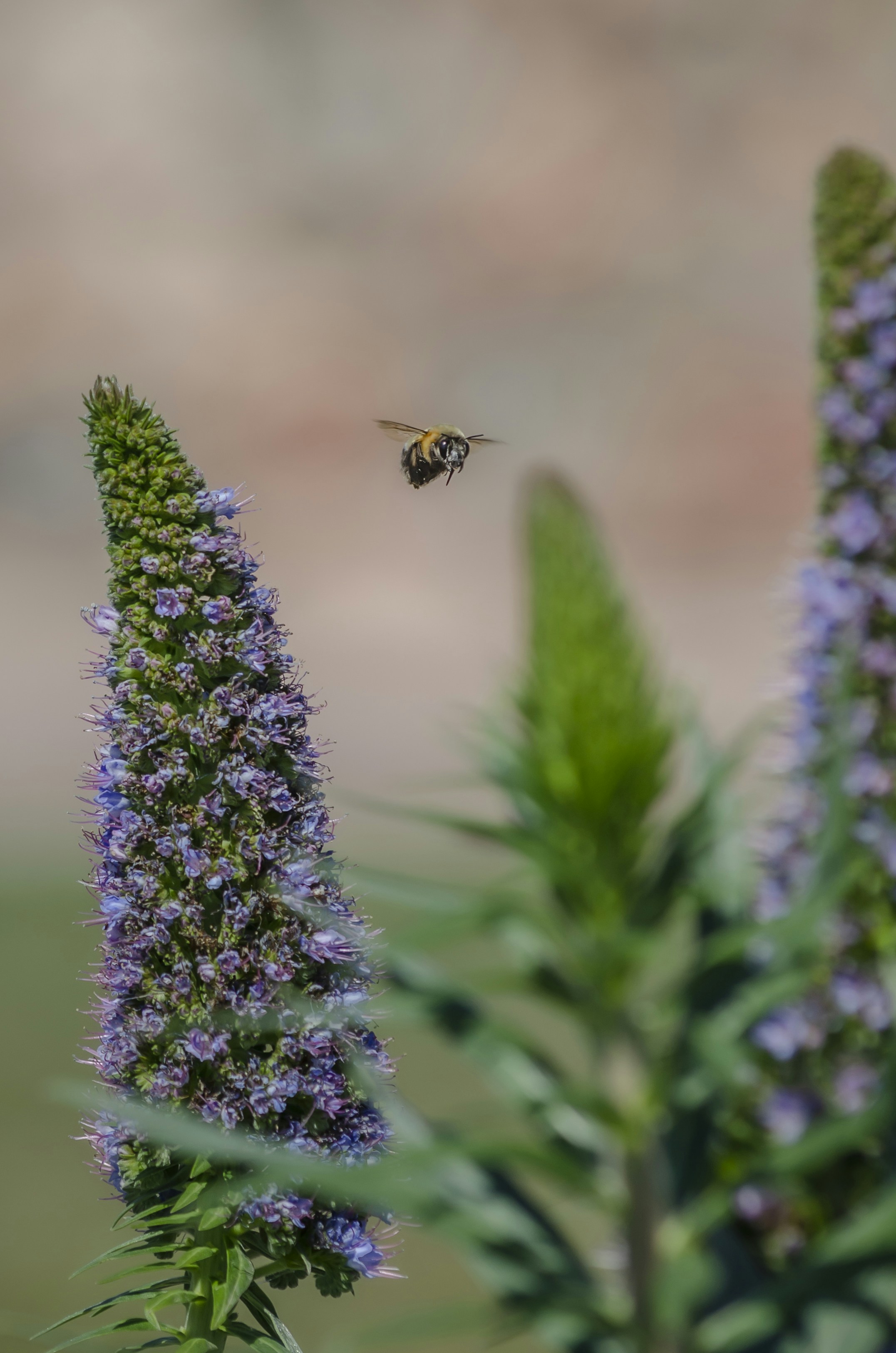 abeja amarilla y negra en flor púrpura