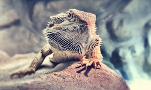 A bearded dragon perched on a rock, showing its spiky beard and curious eyes