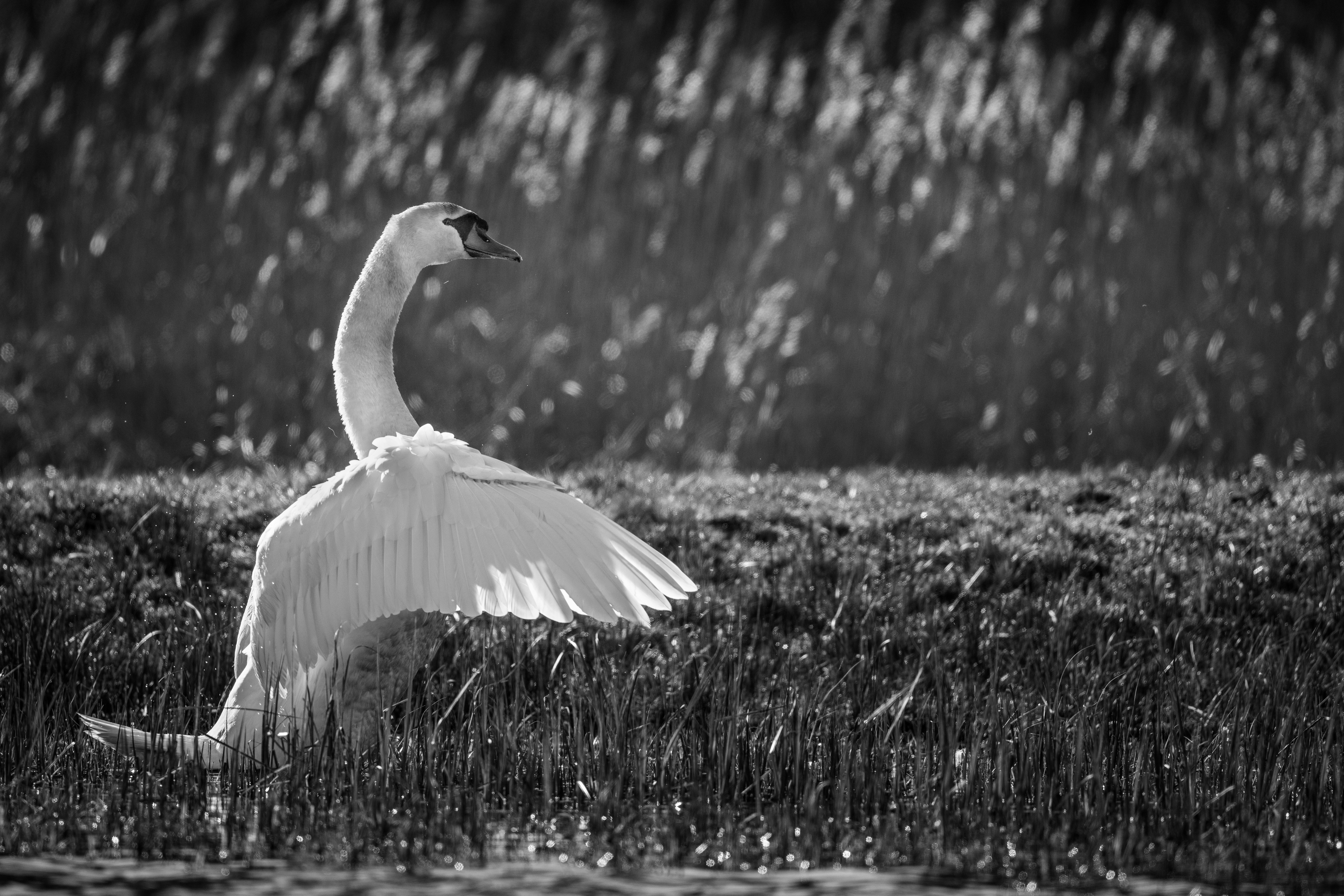 Photo by vincentvanzalinge