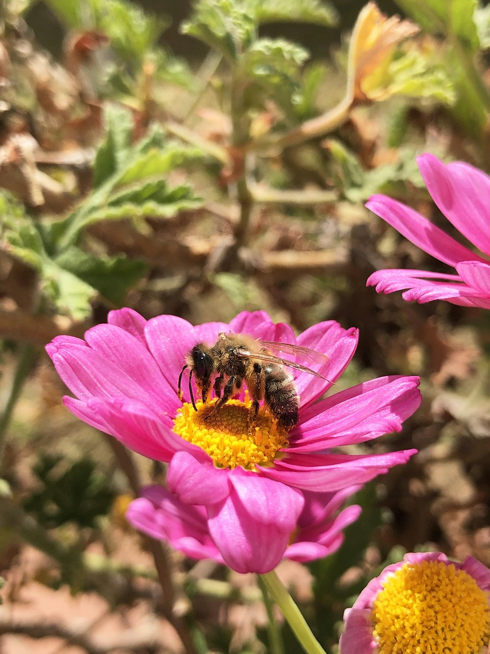 abelha preta e amarela na flor rosa durante o dia