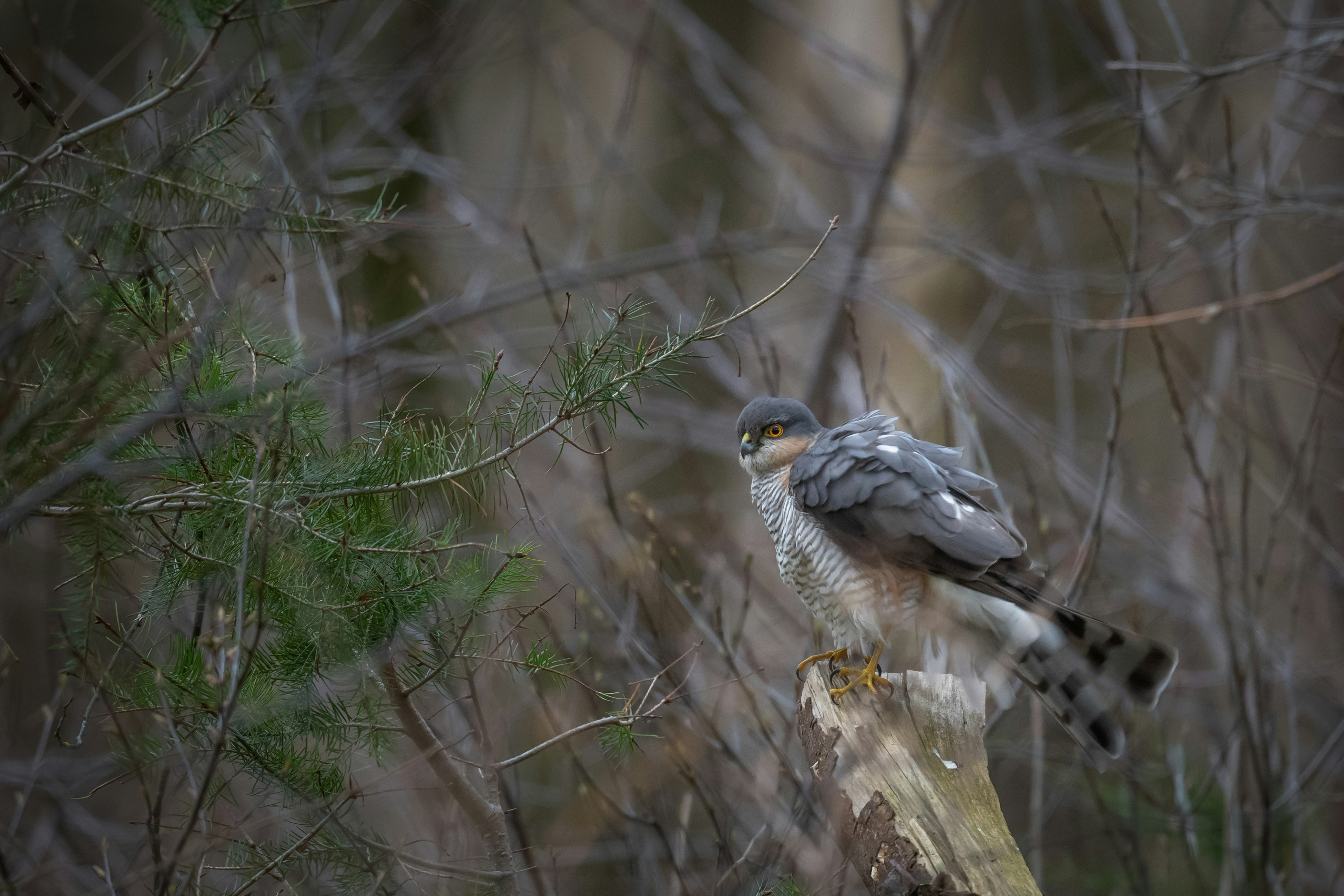 brown and white owl perched on brown tree branch during daytime