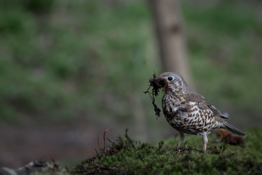 weißer und schwarzer Vogel auf grünem Gras tagsüber