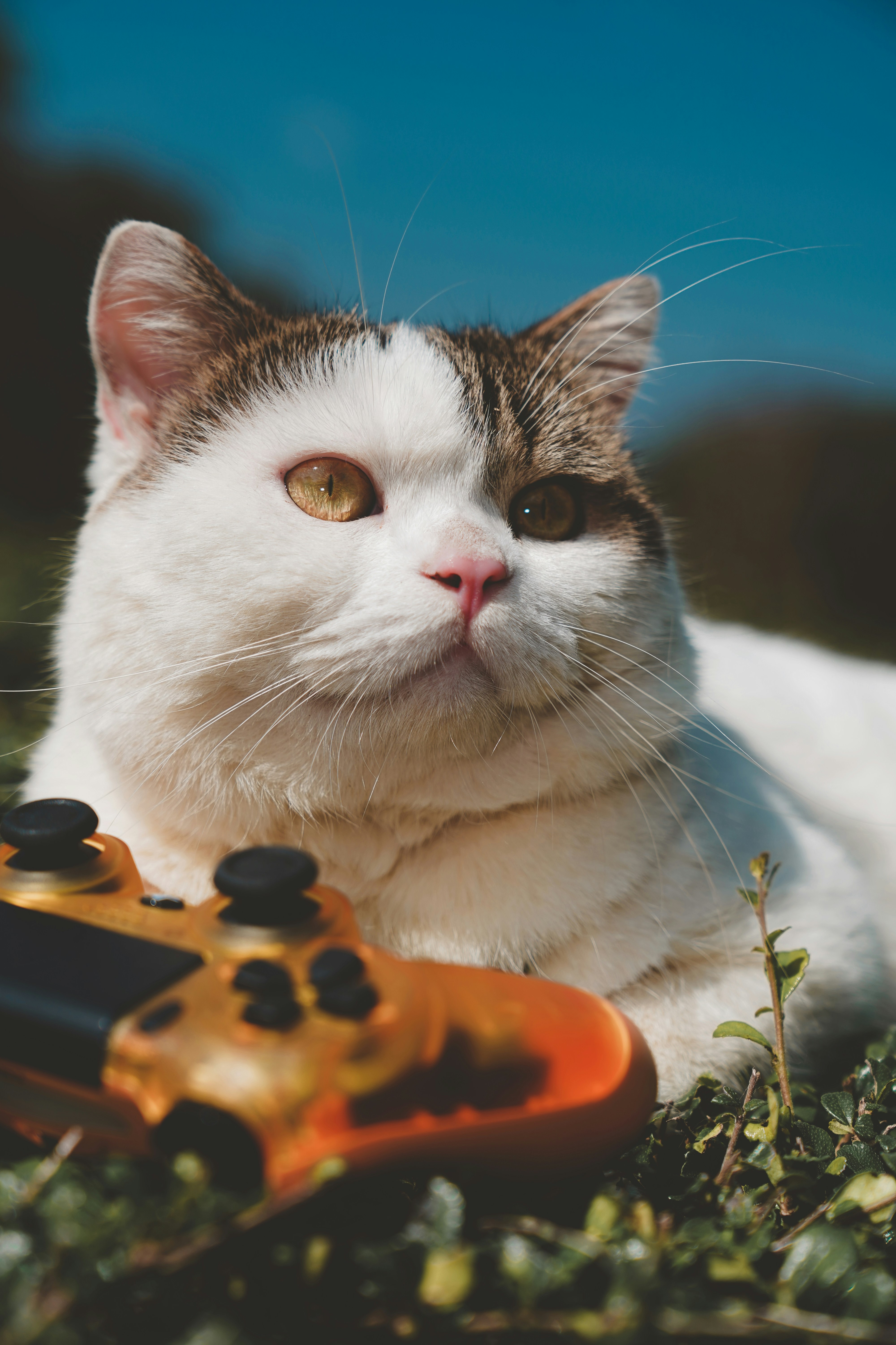 white and black cat on black textile