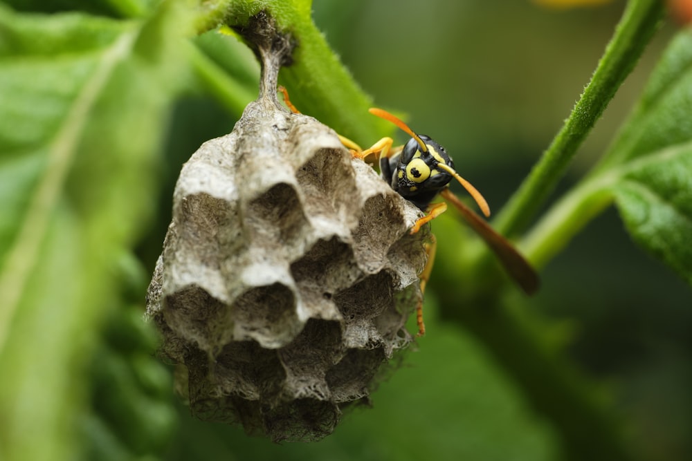 yellow and black bee on white and black round fruit