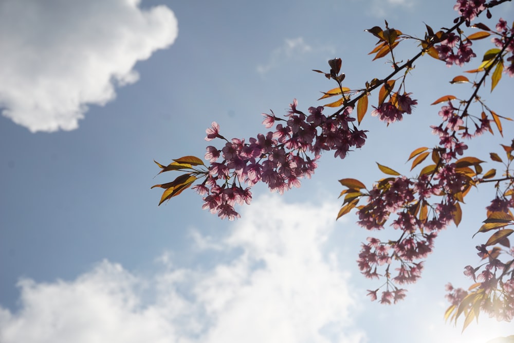 brown and green leaves under white clouds during daytime