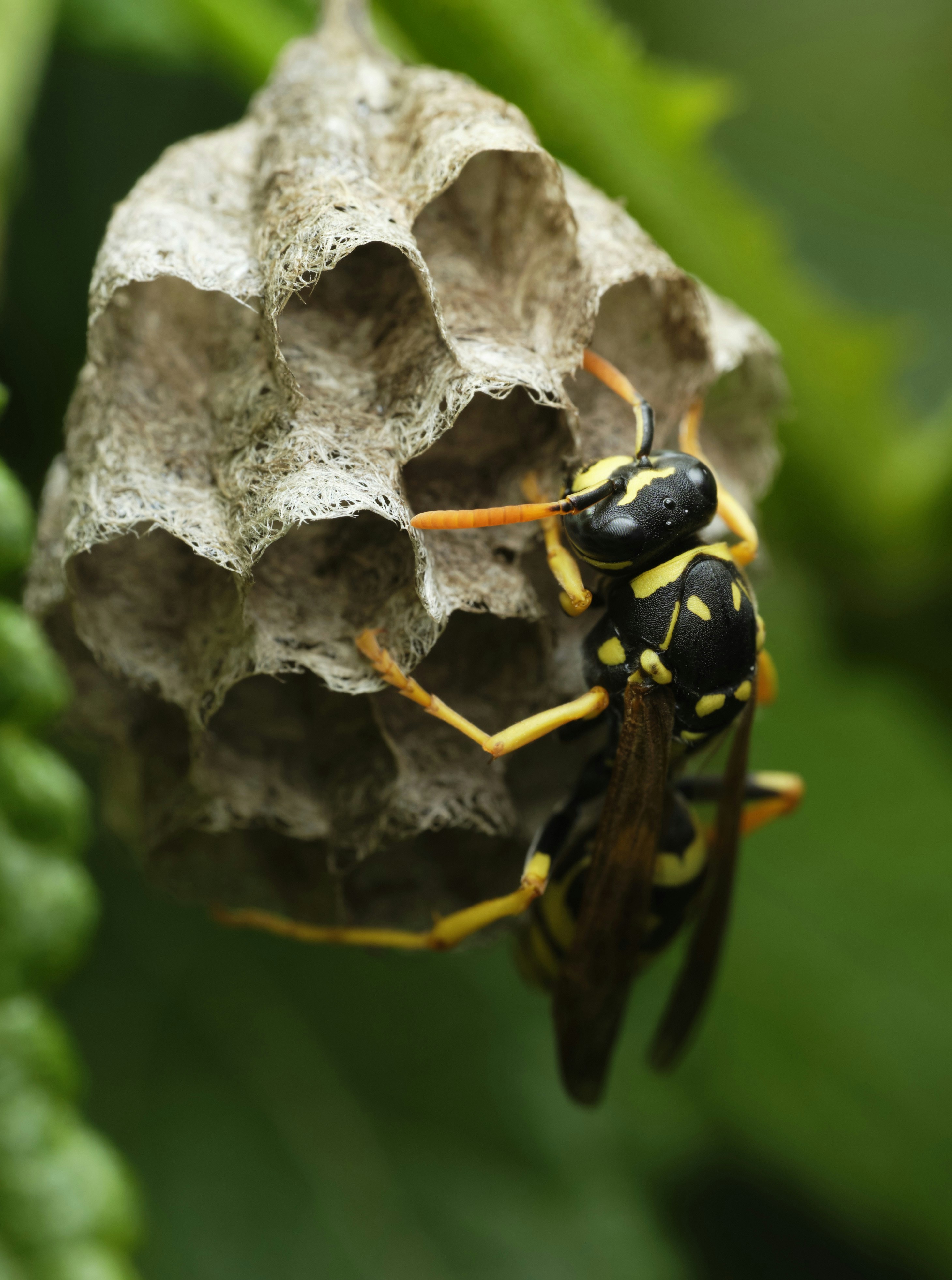 abeille jaune et noire sur fleur blanche