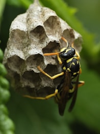 yellow and black bee on white flower
