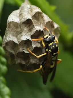 yellow and black bee on white flower