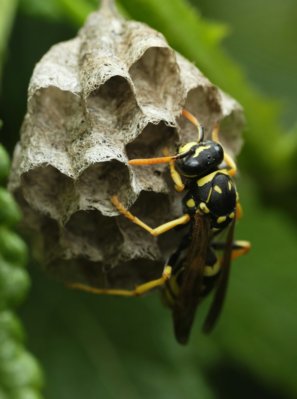 Gelbe und schwarze Biene auf weißer Blume