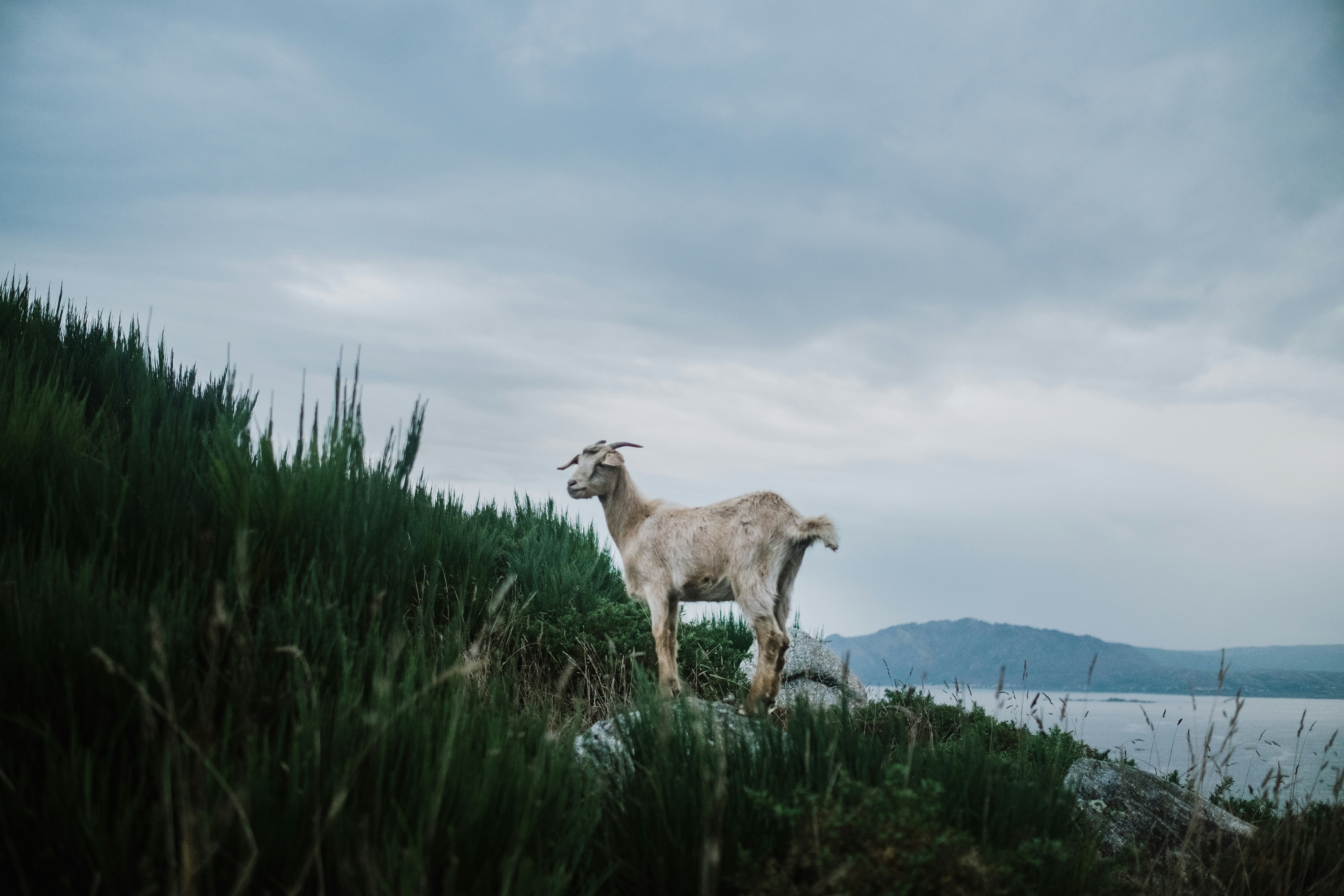 brown and white deer on green grass field under white clouds and blue sky during daytime