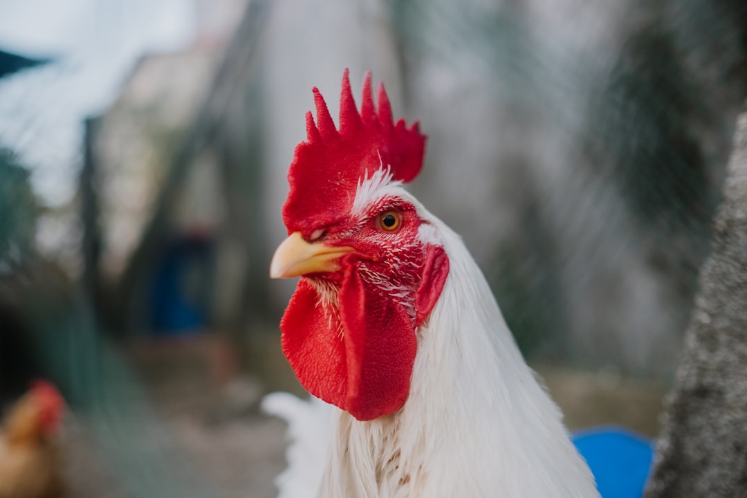 white rooster in tilt shift lens