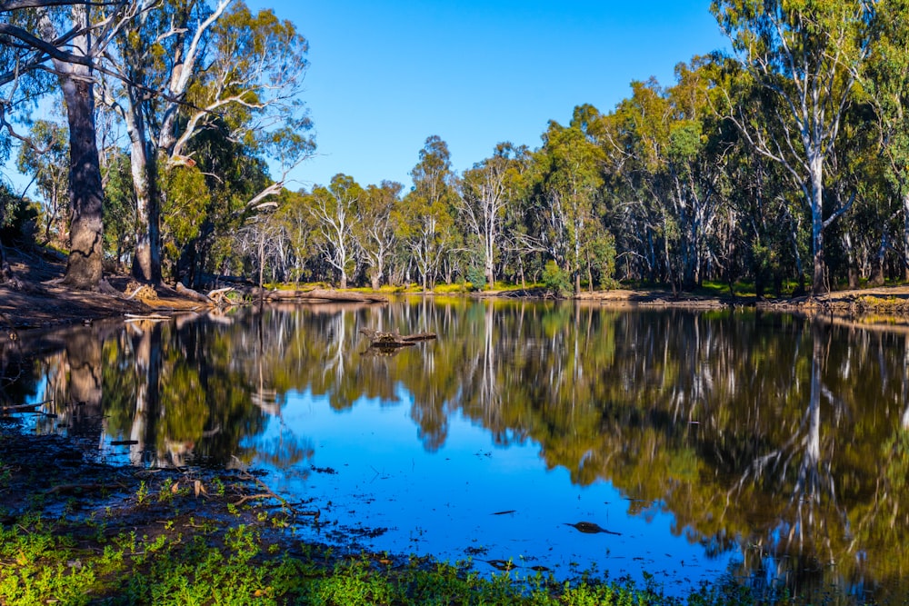 green trees beside body of water during daytime