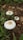 Three white mushrooms with textured caps are growing amidst green foliage and brown fallen leaves on the forest floor. The scene is earthy and natural, with a mix of fresh green plants and dried leaves surrounding the mushrooms.