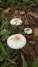 Three white mushrooms with textured caps are growing amidst green foliage and brown fallen leaves on the forest floor. The scene is earthy and natural, with a mix of fresh green plants and dried leaves surrounding the mushrooms.