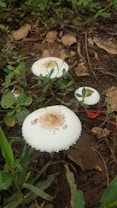 Three white mushrooms with textured caps are growing amidst green foliage and brown fallen leaves on the forest floor. The scene is earthy and natural, with a mix of fresh green plants and dried leaves surrounding the mushrooms.