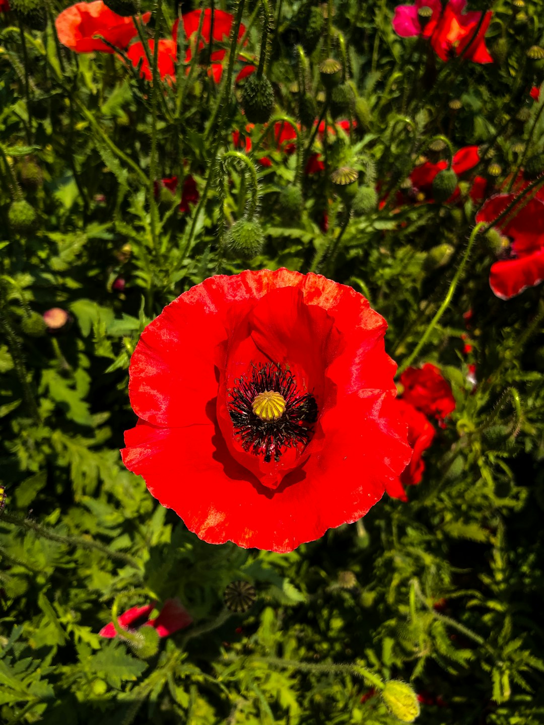 red flower in bloom during daytime