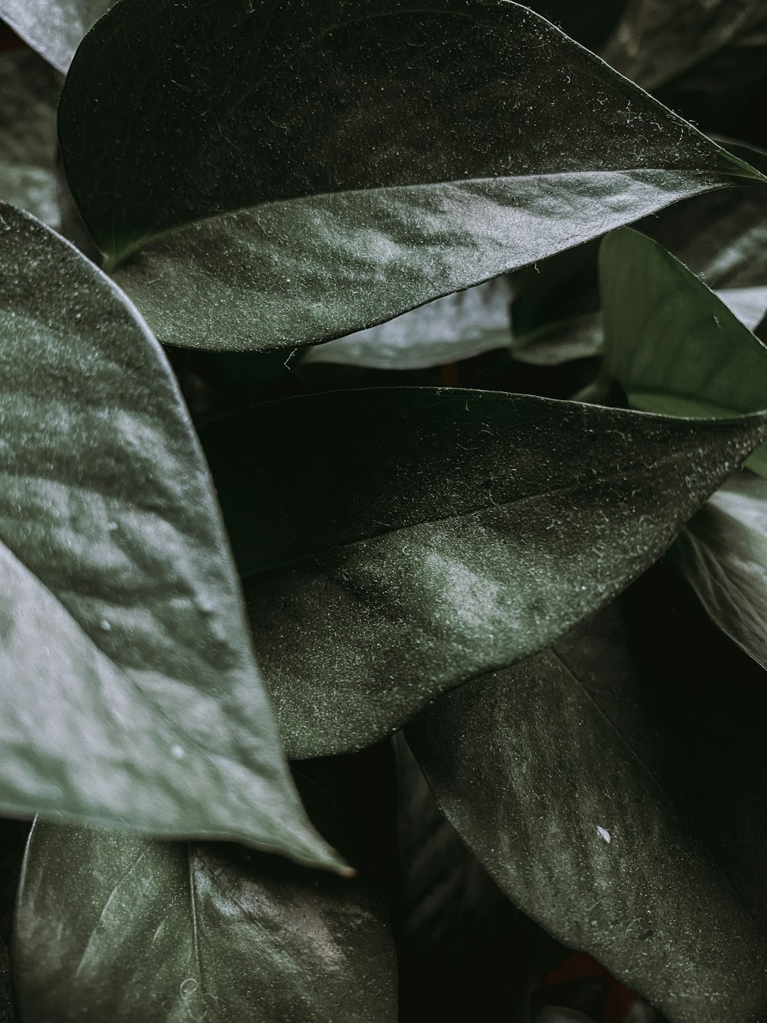 green leaves with water droplets