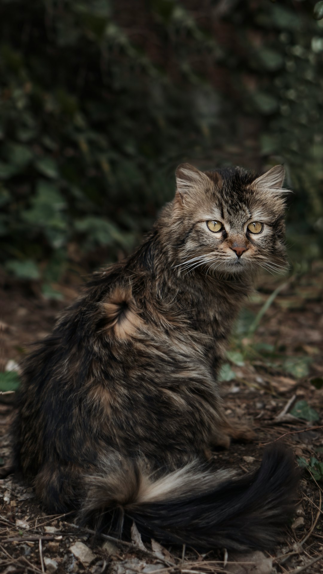 brown and black cat on brown dried leaves