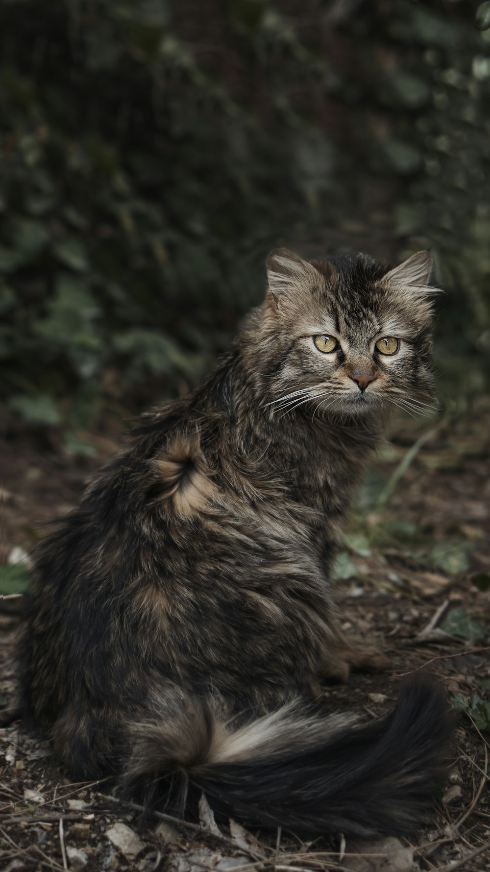 brown and black cat on brown dried leaves