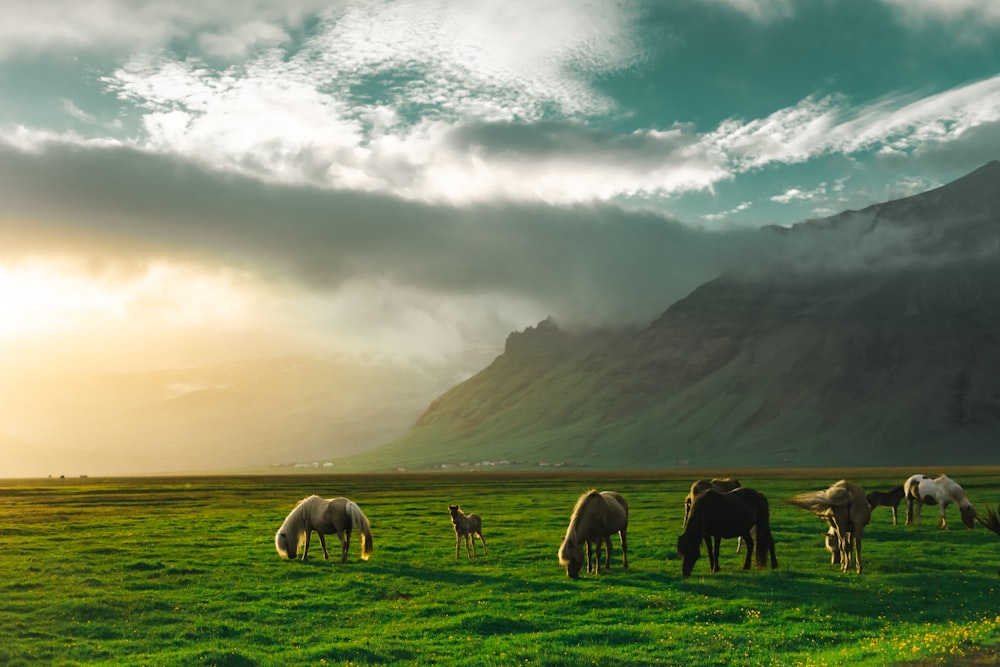 herd of horses on green grass field near mountain under white clouds during daytime