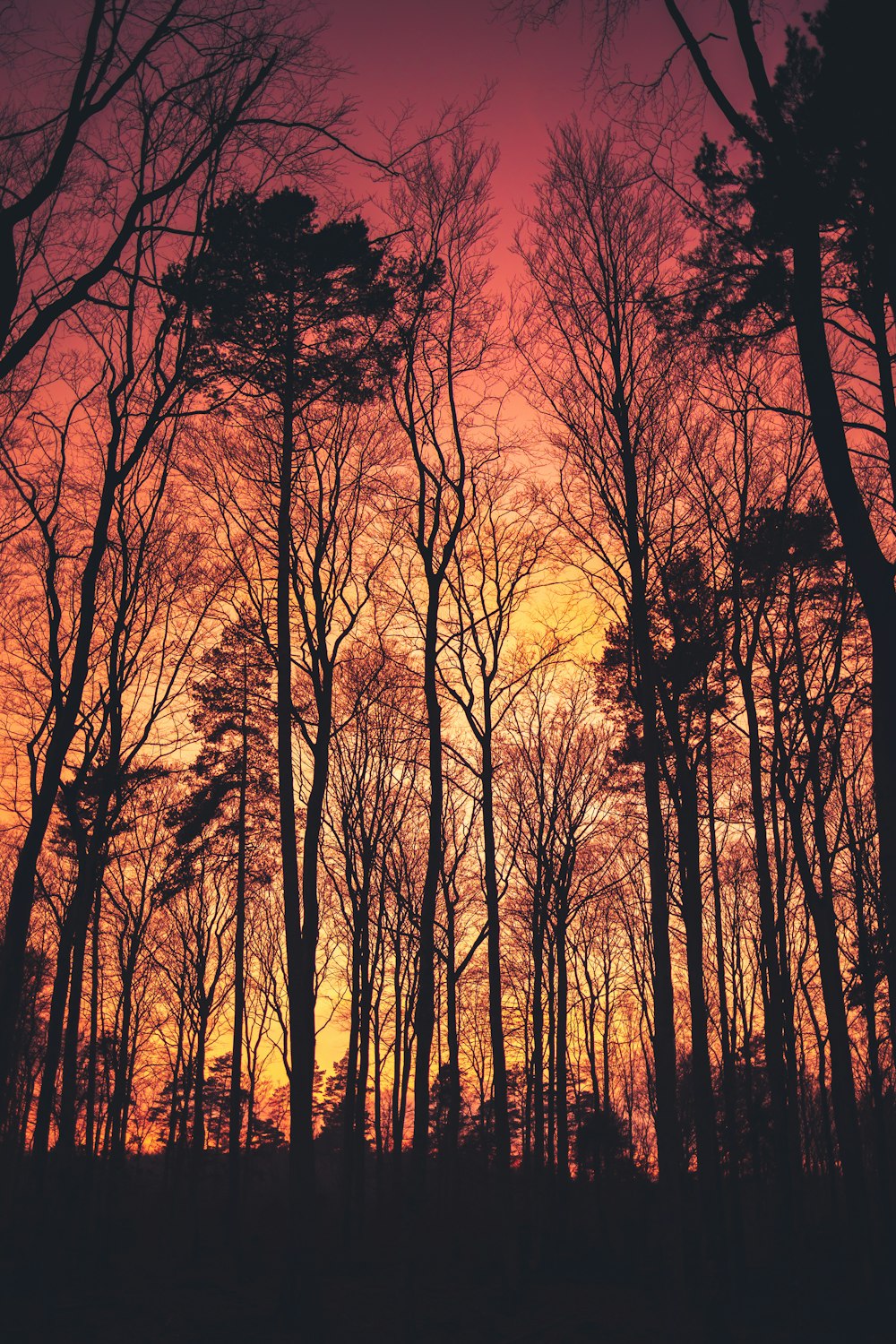 brown trees under white sky during daytime