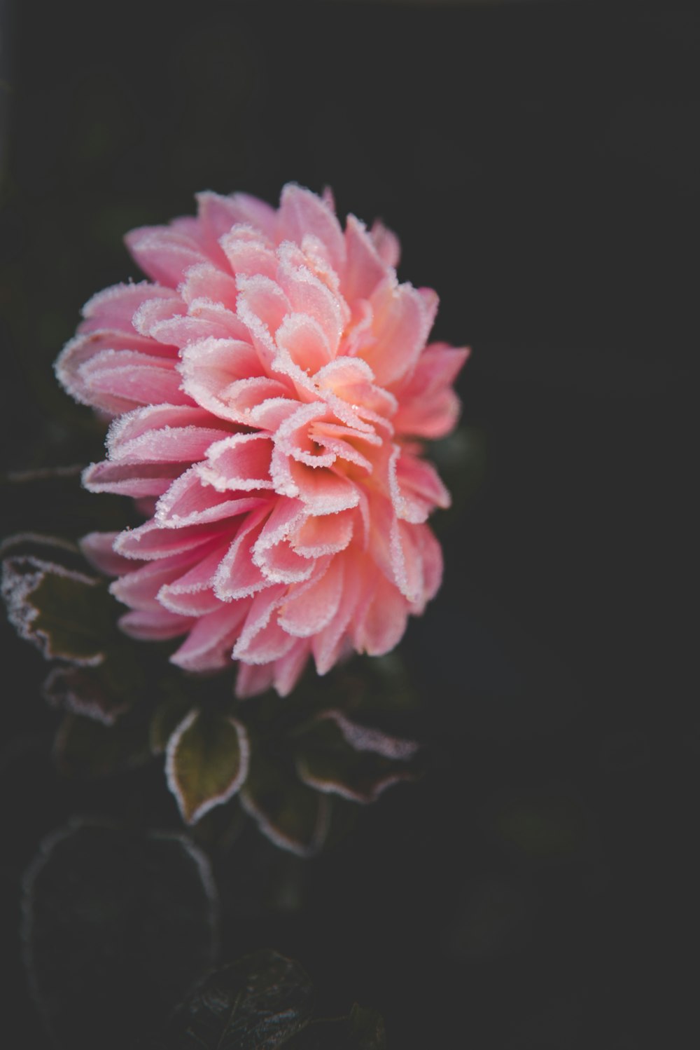 pink flower in black background