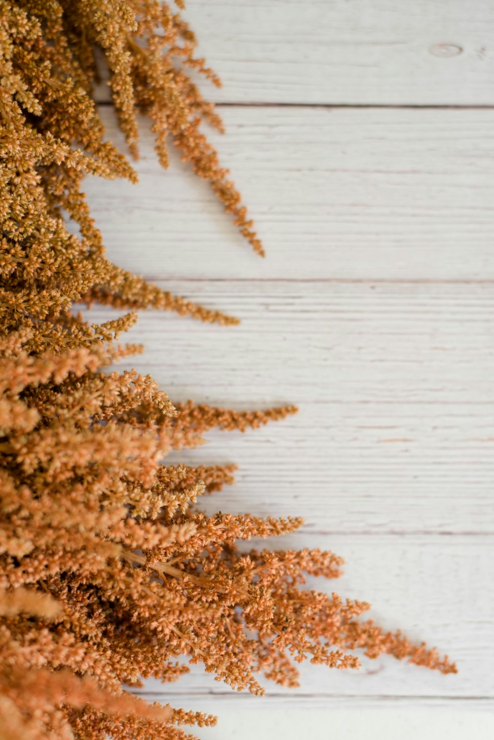 brown leaves on white wooden surface