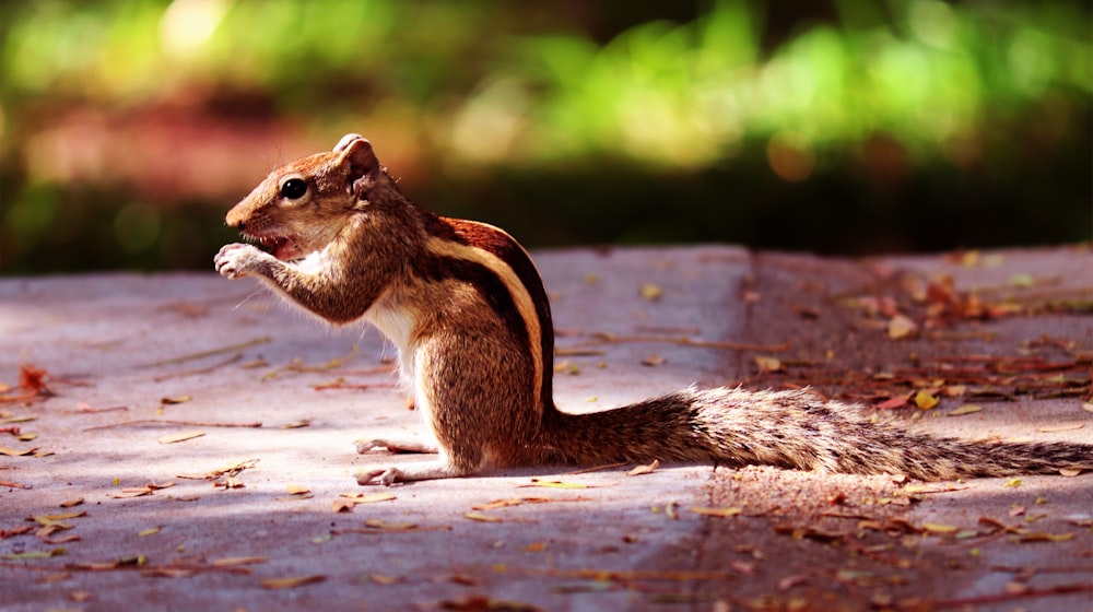 écureuil brun sur une surface en bois brun pendant la journée