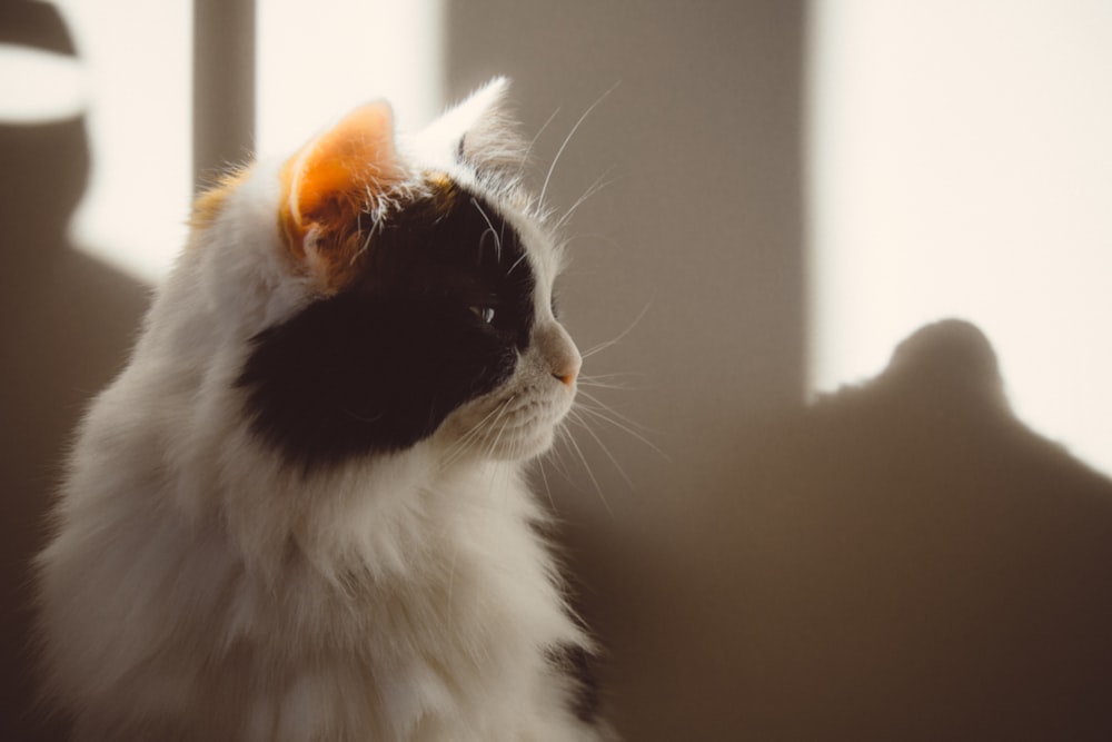 white and black cat on brown wooden table