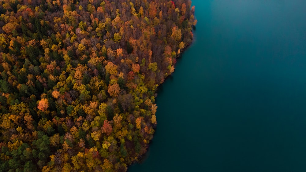 brown and green trees beside blue body of water