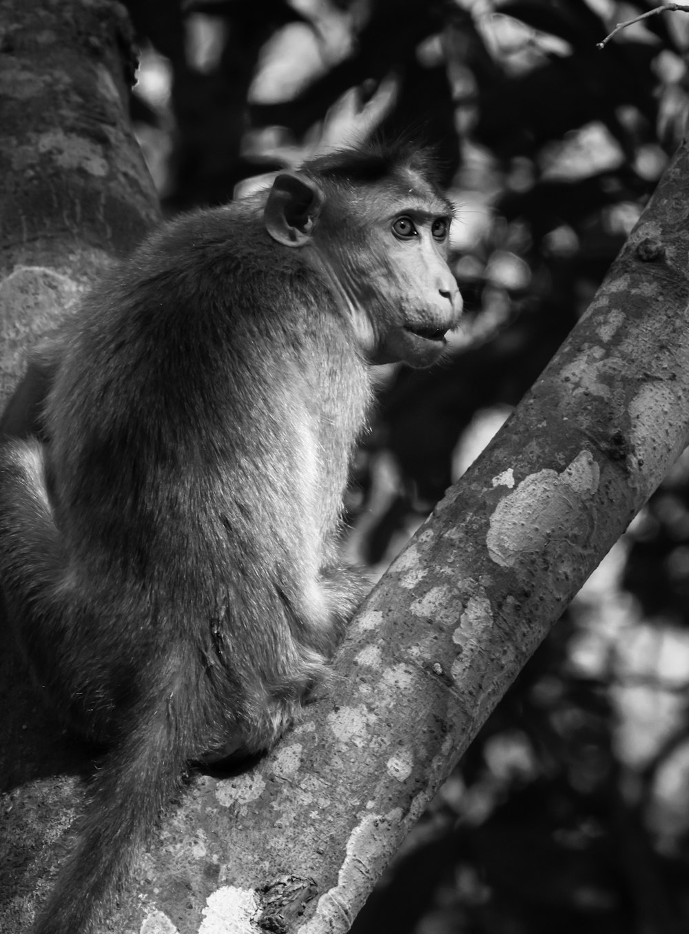 black monkey on tree branch