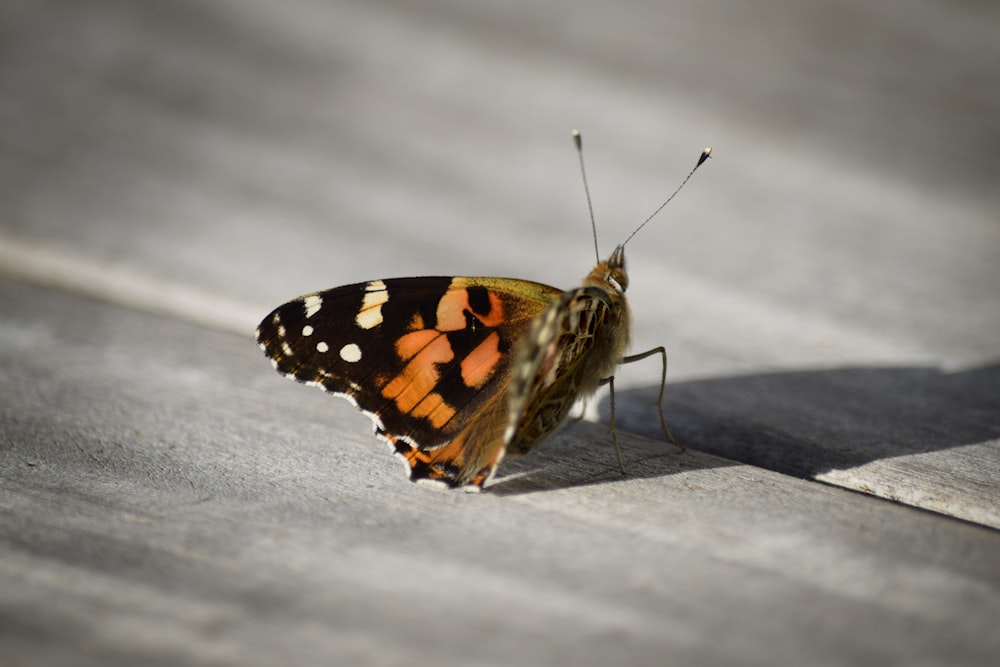 papillon noir orange et blanc sur neige blanche