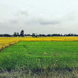 Expansive farmland at Gajoldoba with green crops under blue sky.