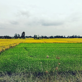 Expansive soy fields ripe for harvest, stretching to the horizon on a sunny day