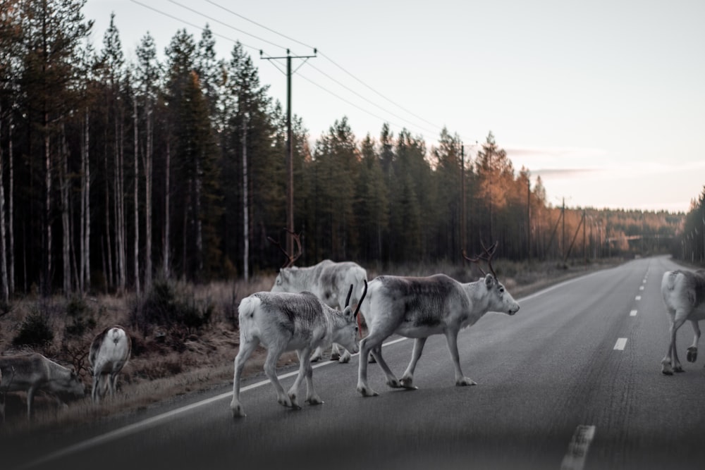 herd of white goats on road during daytime