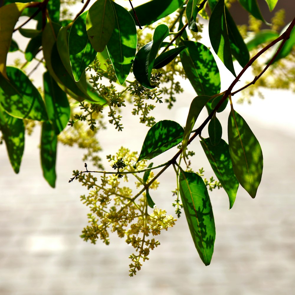 green leaves with white flowers