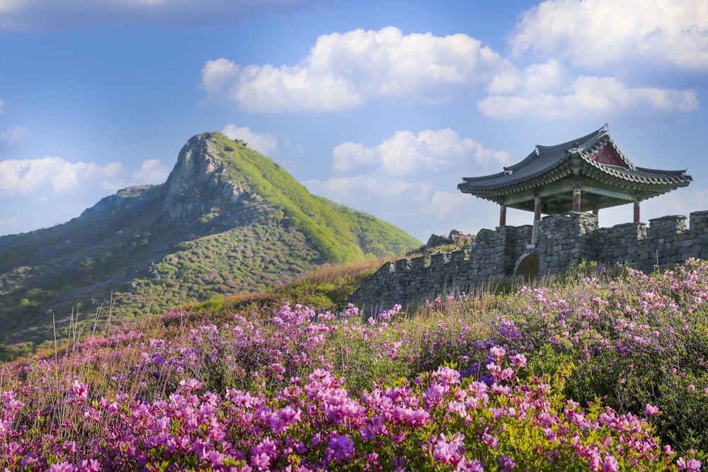 purple flower field near green mountain under blue sky during daytime