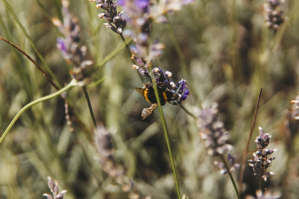 ape nera e gialla su fiore viola