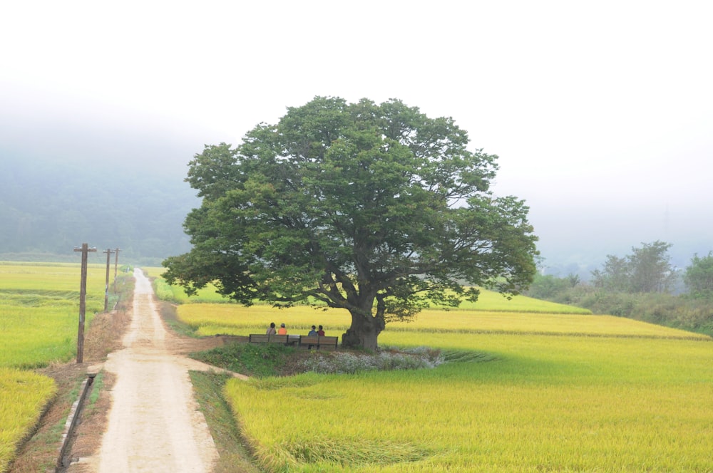 green tree on green grass field during daytime