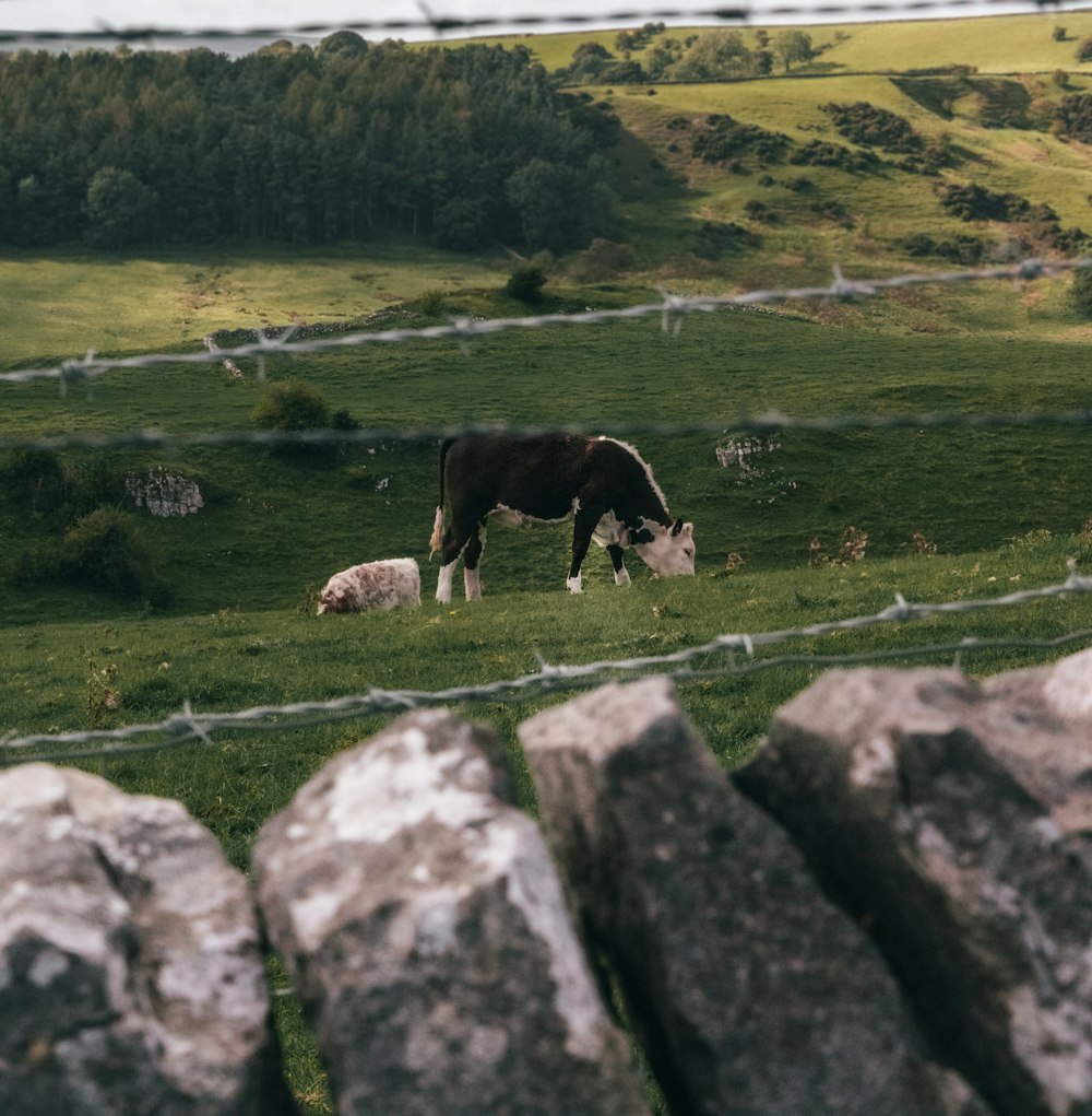 black and white cow on green grass field during daytime