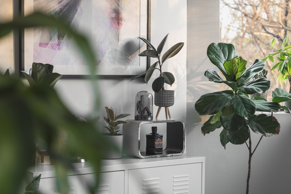 green plant on white wooden shelf