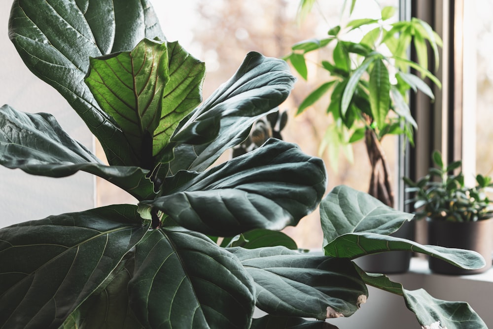 green plant in close up photography