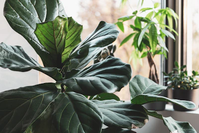 Fiddle Leaf Fig Care India Problems Brown Spots